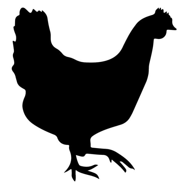 Adesivo Gallina