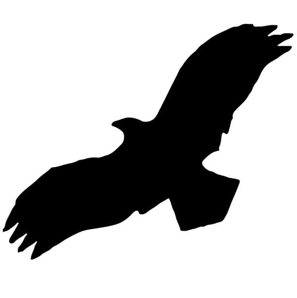 Adesivo Aquila con le ali aperte